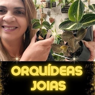 Orquídeas Joia - clique e aproveite!!!