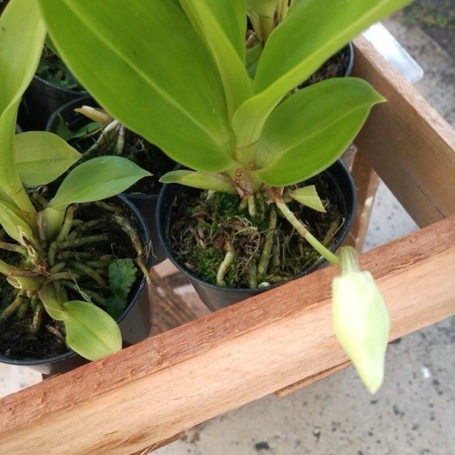 Warczewiczella amazonica (Cochleanthes)