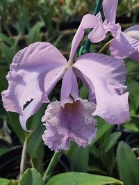 Kit com 06 Cattleya Hibridas Especiais