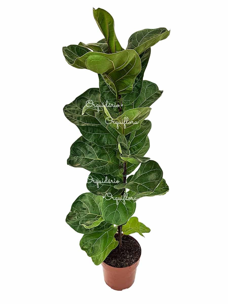 Muda Ficus lyrata Figueira-Lira Planta Natural Ornamental