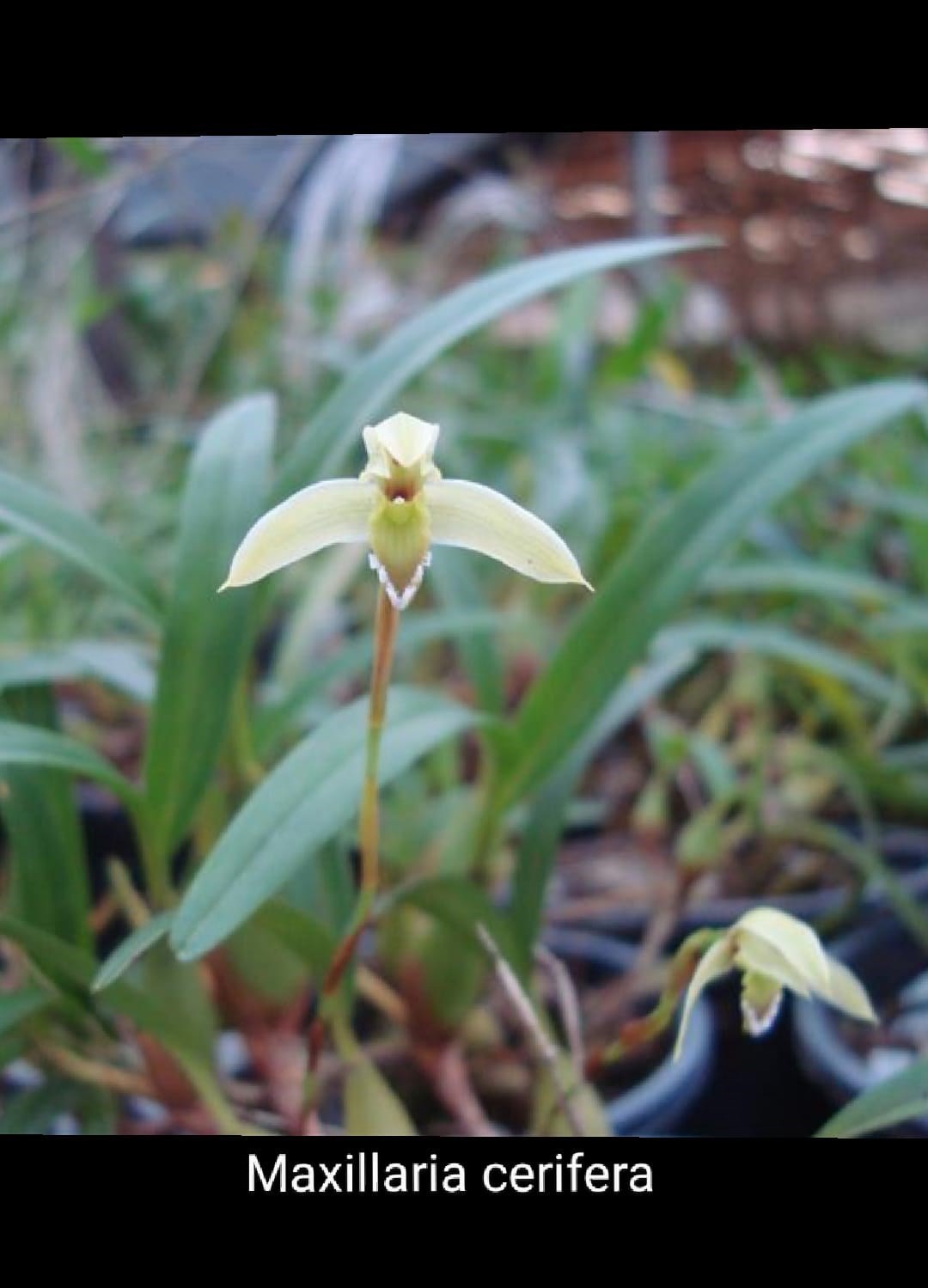 Orquídea Kit Especial de Maxillaria 