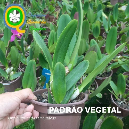 Rlc. Sweet Anniversary - ADULTO