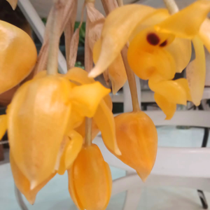 Orquídea Stanhopea anfracta