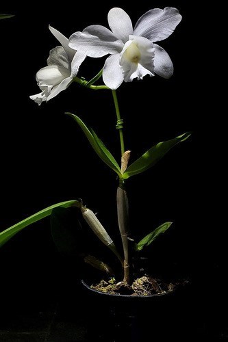 Orquídea Cattleya Loddigesii Alba