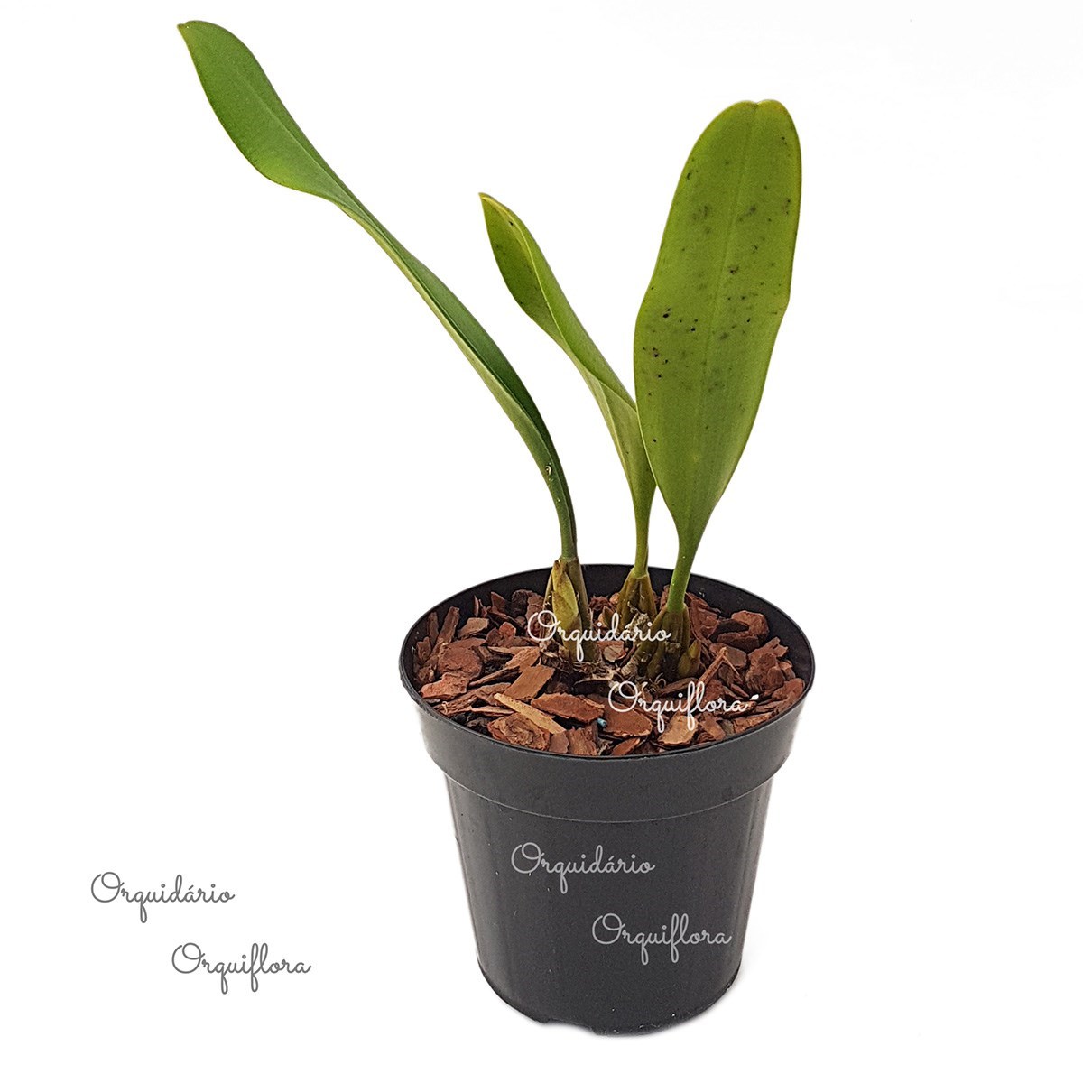 Orquidea Bulbophyllum medusae. Planta Adulta!!