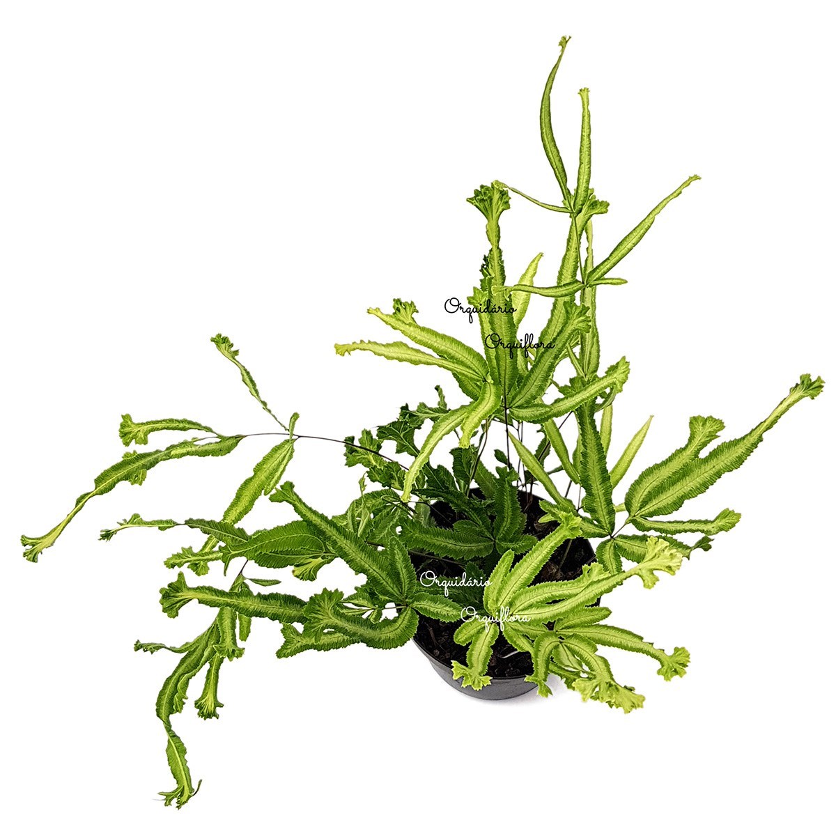 Muda De Samambaia Pteris Cretica Mayii Planta Natural