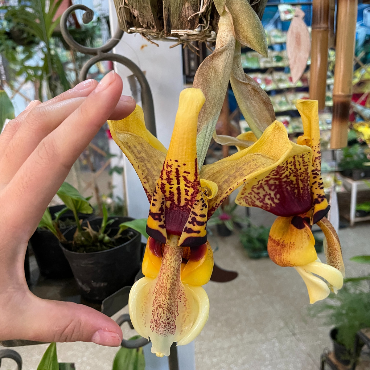 Orquídea Stanhopea tigrina muda pequena (orquídea passarinho)