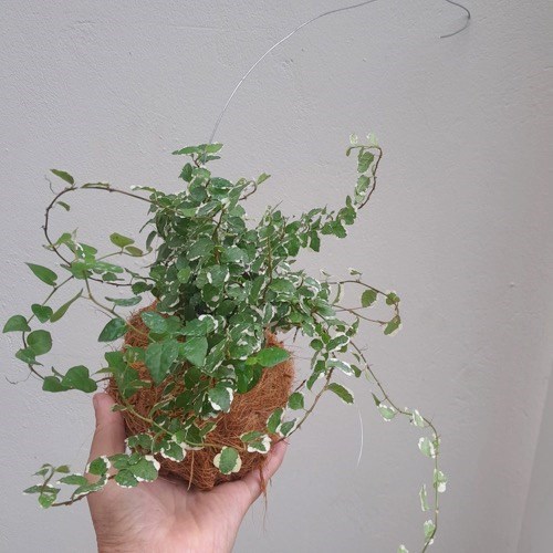 Kokedama de Folhagem Hera Variegata Acabamento Coco