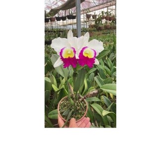 Orquídeas Rlc. Memoria Ana Balmores 
