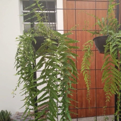 Folhagem Samambaia de Metro ADULTO (Polypodium subauriculatum)