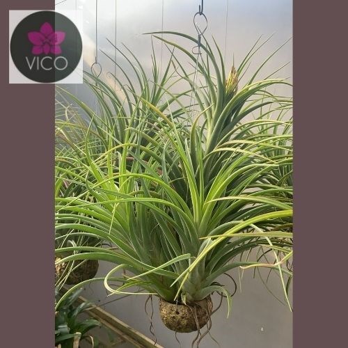 Tillandsia Sunset Glown