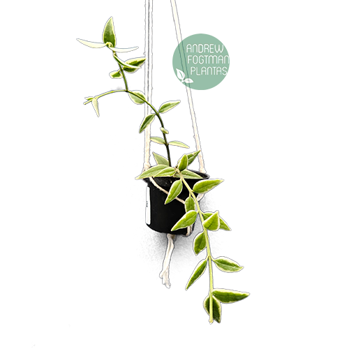 Flor de cera Hoya bella albomarginata mudas enraizadas no pote nº 6