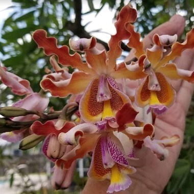 Myrmecophila christinae