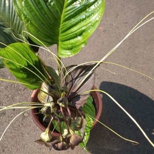 Flor Morcego (Tacca chantrieri)