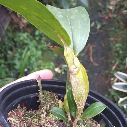 Orquídea Dendrobium sulcatum