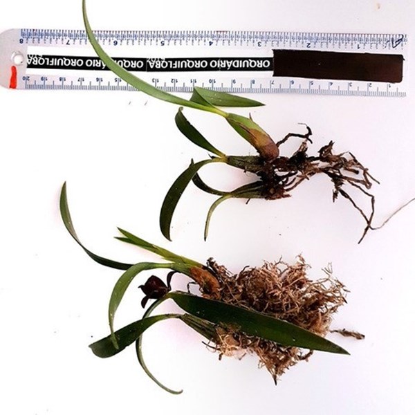 Orquidea Kit 6 Plantas. (4 Miltonias 1 negra 1 sapatinho) - Orquiloja
