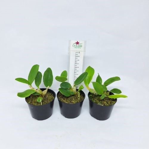 Orquídea Dendrobium speciosum (KIT com 3 mudas)