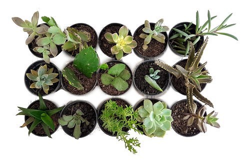 Kit 15 Mudas De Mini Suculentas Para Lembrancinha