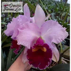 Orquídea L. C. Irene Finney “Spring Best”