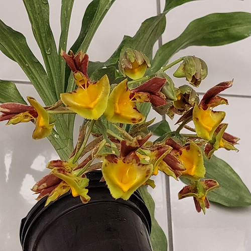 Catasetum Fanfair - ADULTO