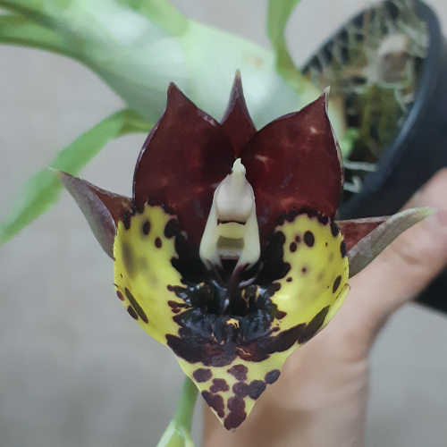 Catasetum Kidney Bean 'Jamie's Golden Eyes' - ADULTO - POTE 12