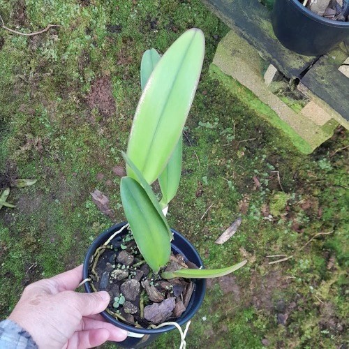 Cattleya intermedia x Slc. Mae Hawkins x Slc. Dizac