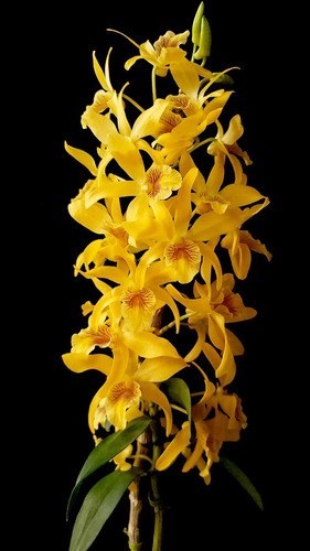 Orquídea Dendrobium Stardust Chyomi ! Planta Adulta !