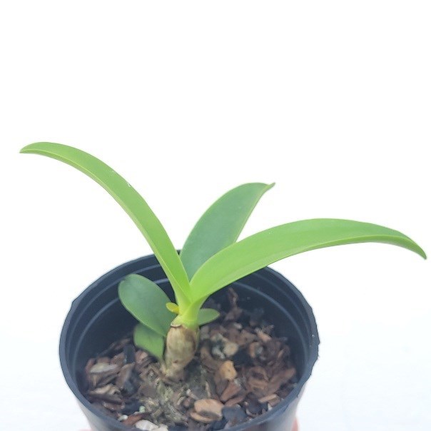 Cattleya forbesii x Cattlianthe Gold Digger 