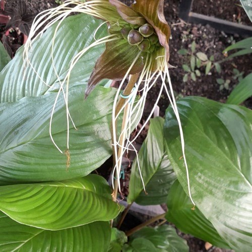 Flor Morcego (Tacca chantrieri)