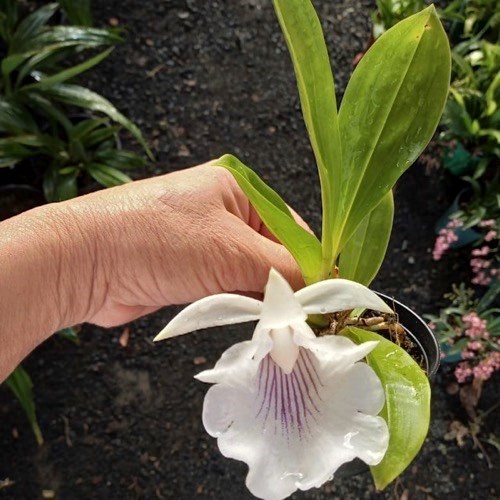 Warczewiczella amazonica (Cochleanthes)