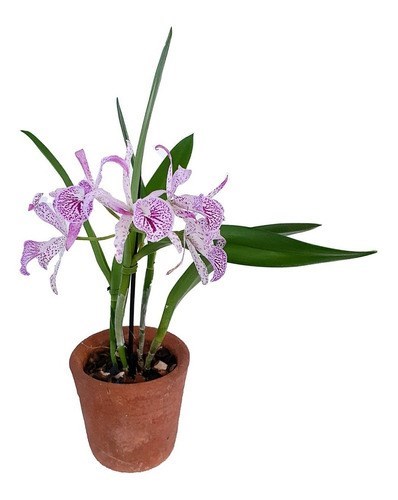 Orquidea Bc. Maikay Mayumi. Adulta