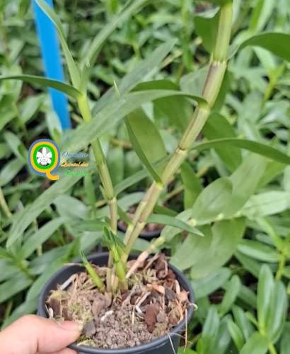 Dendrobium bullenianum - Adulto