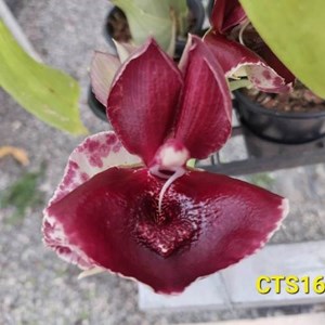 Catasetum Penang - Adulto - PROMOÇÃO