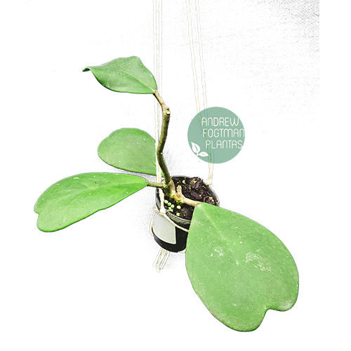 flor de cera coração Hoya kerrii muda de haste enraizada no pote nº 6