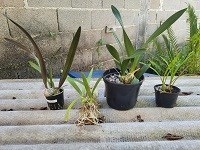 Kit com 04 Encyclia especiais