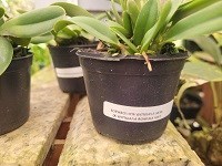 Sophronitis wittigiana rosea xxxx