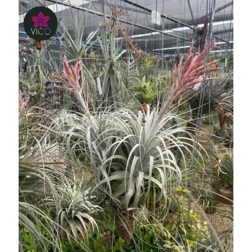 Tillandsia Chapeuenses (GRANDE)