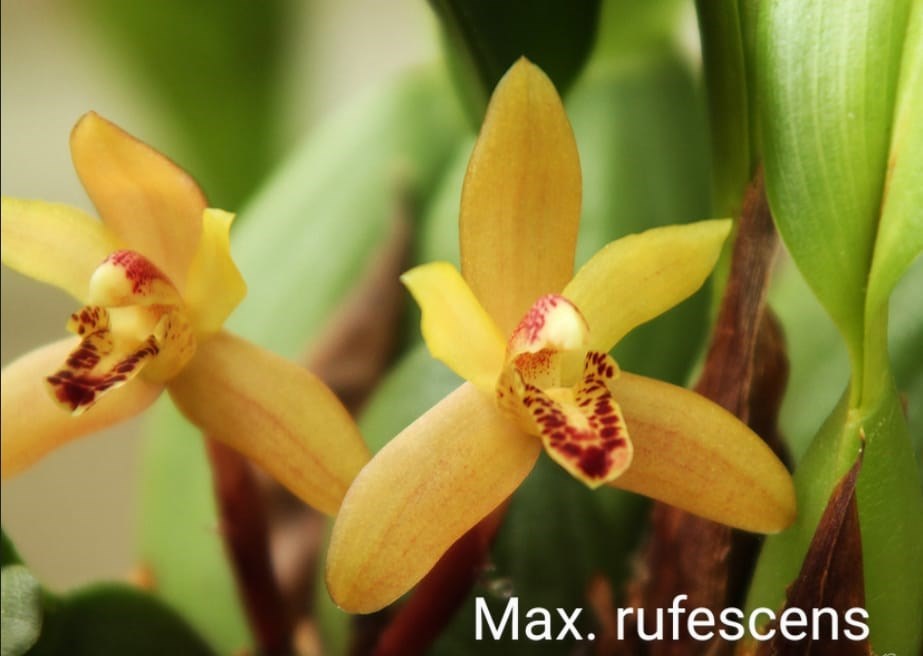 Orquídea Kit Especial de Maxillaria 