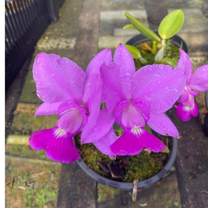orquídea cattleya walkeriana tipo com flor 