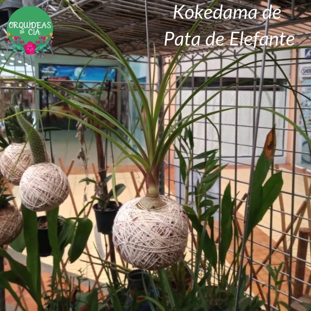 Kokedama de Folhagem Pata de Elefante