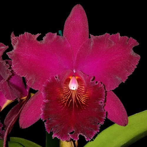 Orquidea Blc. Chia Lin New City !!! Planta Adulta