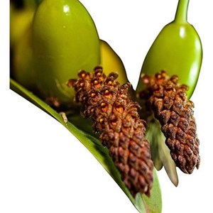 Orquídea Bulbophyllum crassipes Mudas Adultas Cortes 3 Bulbo