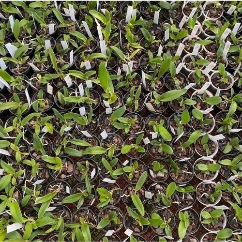 Kit com 10 Mudas De Orquídea Cattleya Diversas Cores