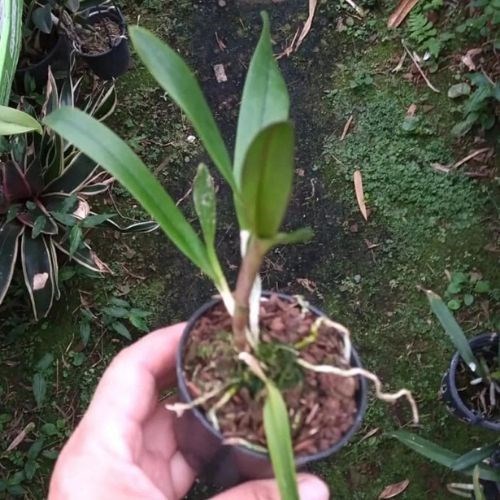 Orquídea Epicatanthe Volcano trick