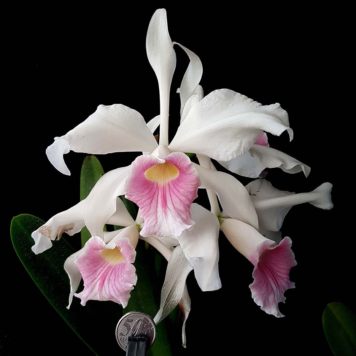 Orquidea Laelia purpurata carnea Planta Adulta Que Já Floriu