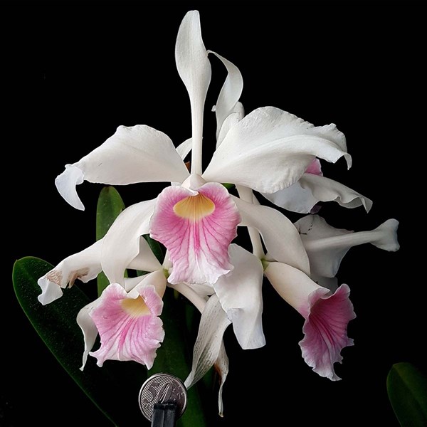 Orquidea Laelia purpurata carnea Planta Adulta Que Já Floriu