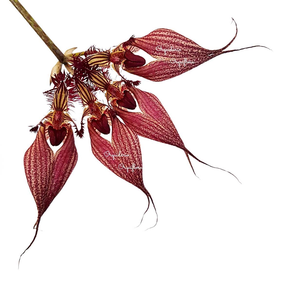 Orquídea Bulbophyllum rothschildianum Planta Adulta Vs10