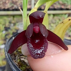 Orquídea Maxillaria schunkeana ( orquídea negra)