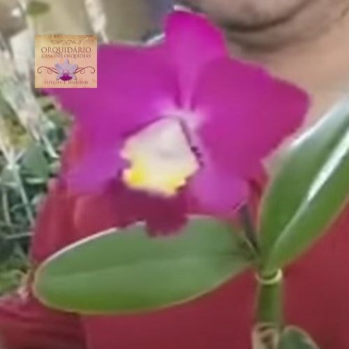 Orquídea Hadrolaélia sincorana rubra x Cat. Intermédia rubra