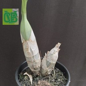 Orquídea Catasetum (Joao Stivalli x rodrigasianum) - S7058
